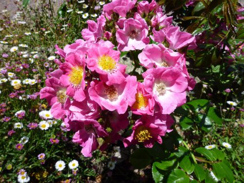 Alpenheckenrose-Rosa-pendulina