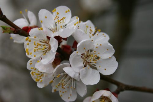 Aprikosenbluete-Prunus-armenicum