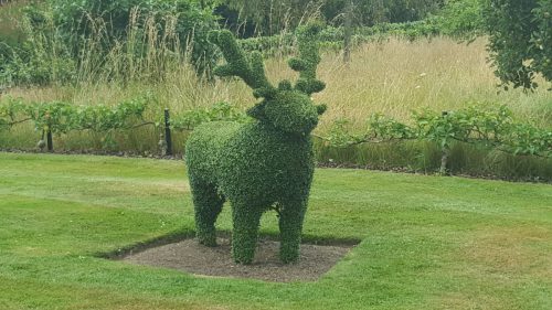 Buschhirsch-in-Park