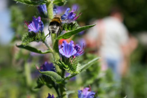 Gemeiner-Natternkopf-Echium-vulgare-mit-Hummel
