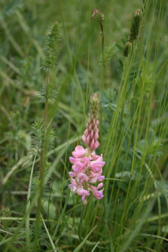 Hahnenkamm-Onobrychis-vicifolia