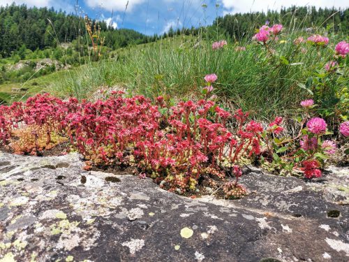 Hauswurz-Sempervivum-arachnoideum