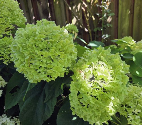 Hortensie-Annabelle-2