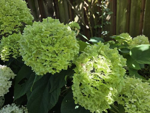 Hortensie-Annabelle