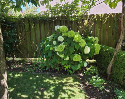 Hortensie-im-Hausgarten-Annabelle