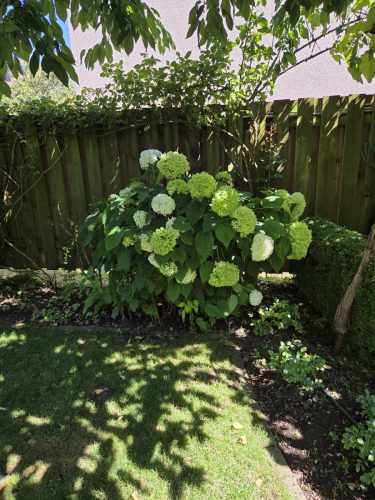Hortensie-im-Hausgarten