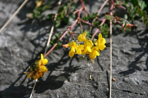 Hufeisenklee-Hippocrepis-comosa-
