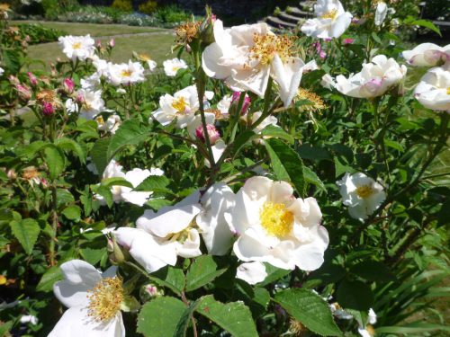 Hundsrose-Rosa-canina