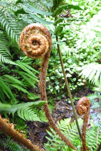 Junges-Farnblatt