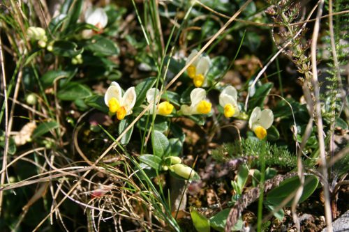 Kreuzblume-Polygaloides-chamaebuxus