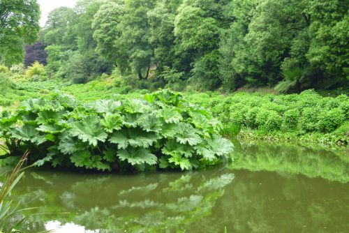 Mammutblatt-Gunnera-manicata