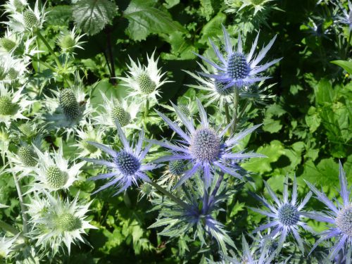 Mannstreu-Eryngium-alpinum