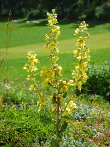 Mehlige-Koenigskerze-Verbascum-lychnitis