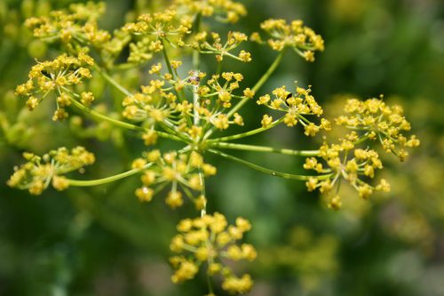 Pastinake-Pastinaca-sativa