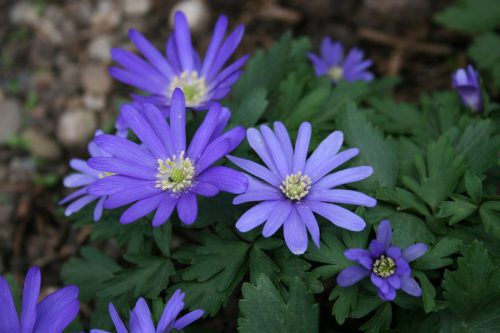 Prachtwindroeschen-Anemone-blanda
