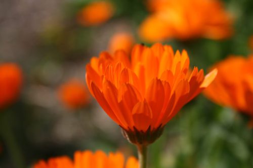 Ringelblumen-Calendula-officinalis
