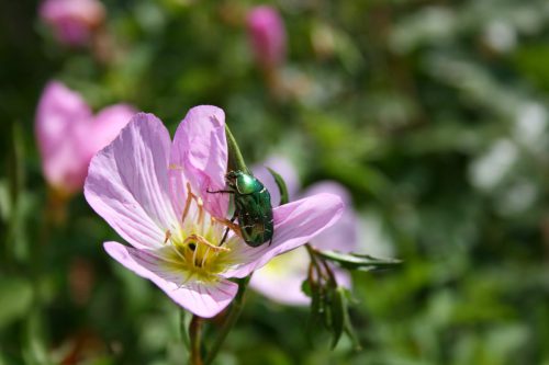 Rosa-Nachtkerze-Oenothera-speciosa-mit-Rosenkaefer