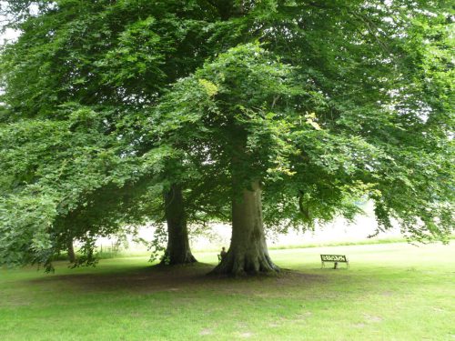 Rotbuche-Fagus-sylvatica-in-Park