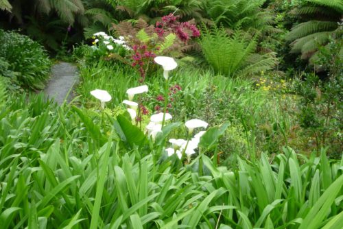 Schattenbluete-mit-Calla-indica