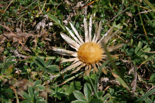 Silberdistel-Carlina-acaulis