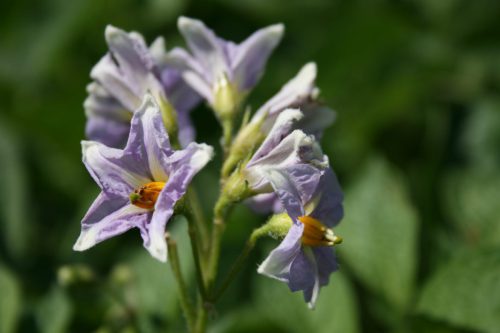 Speisekartoffel-Solanum-tubersolum
