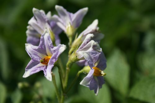 Speisekartoffeln-Solanum-tubersolum