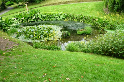 Teich-in-Privatgarten