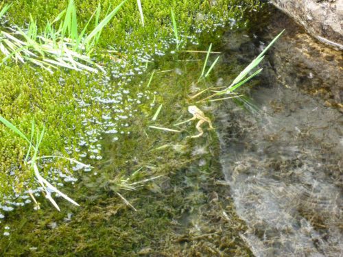 Wasserschlauch-Utricularia-minor-mit-Frosch