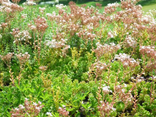 Weisser-Mauerpfeffer-Sedum-album